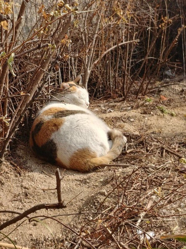 고양이.jpeg